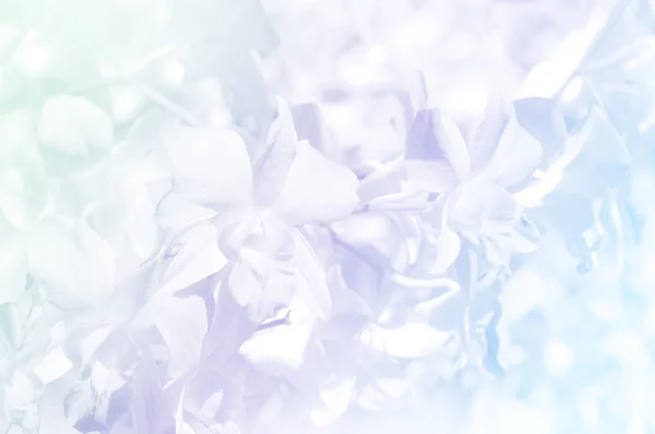 Denerobium orchids garden background with soft focus and pastel tone. — Stock Photo, Image