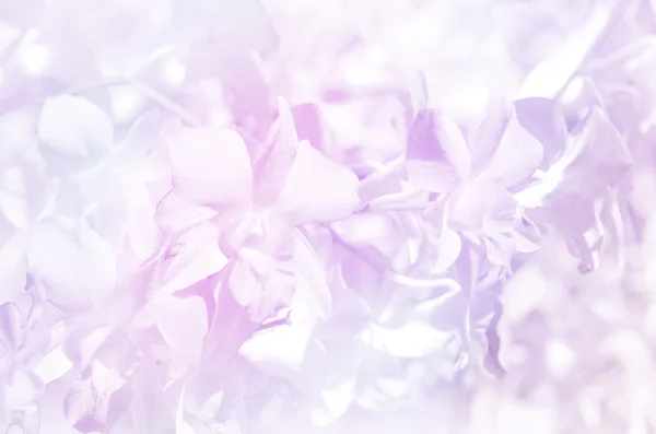 Denerobium orchids garden background with soft focus and pastel tone. — Stock Photo, Image