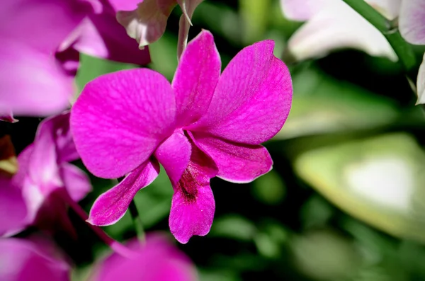 Purpurfarbene Denerobium-Orchideen (Dendrobium-Hybride) im tropischen Garten — Stockfoto