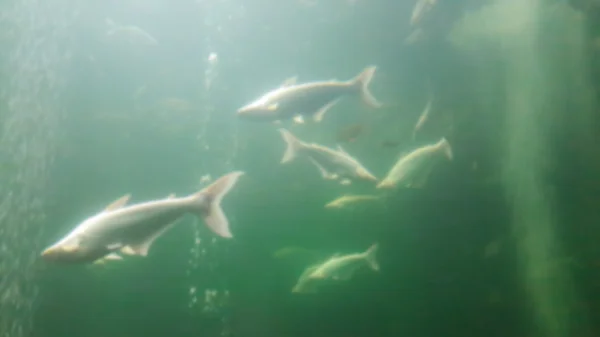 模糊的水族馆背景与大鱼. — 图库照片