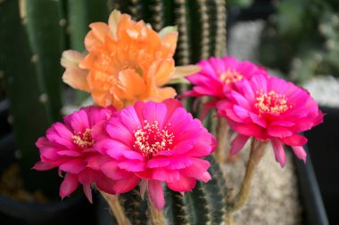 Echinopsis ve Lobivia kaktüs bahçesinin doğal yeşil arka planı üzerine.