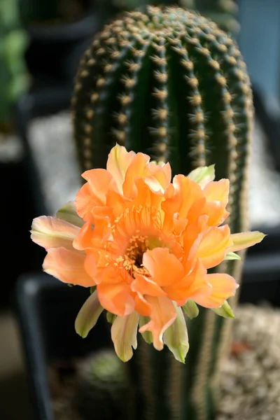 Echinopsis hybrid Orange Paramount Cactus Isolated on Natural Green Background.