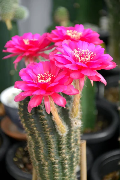 Pink Hybrid Lobivia Spp Cactus Garden Background — Stock Photo, Image