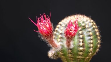 Lanet olası Lobivia spp 'si. Pembe shinshowa çiçek tarzıyla koyu arkaplanda hızlandırılmış hareketle.