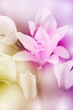 Closed-up of Wild Orchid with Soft Focus Color Filtered as Background. clipart