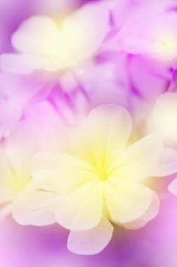 Cape leadwort çiçek (plumbago auriculata lam.).