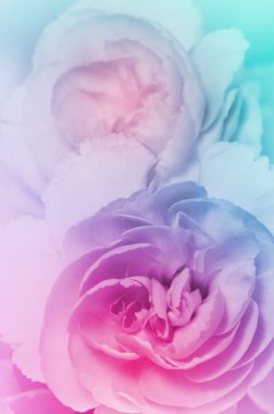 karanfil çiçek (dianthus caryophyllus).