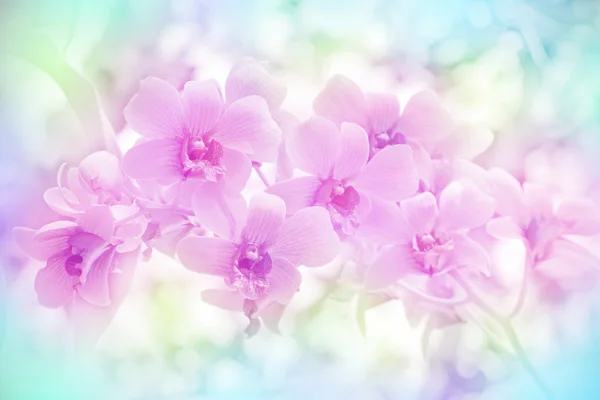 Закрытие дикой орхидеи с мягким цветом фокуса фильтруется в качестве фона . — стоковое фото