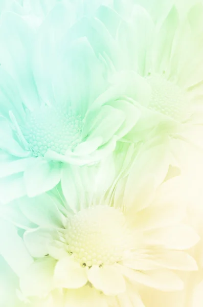 Spray Type of Chrysanthemum. — Stock Photo, Image
