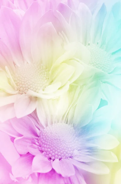 Spray Type of Chrysanthemum. — Stock Photo, Image