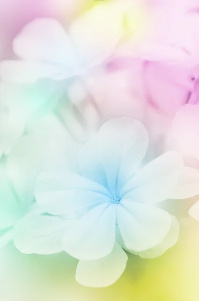 Flores de lombriz del Cabo (Plumbago auriculata Lam .). — Foto de Stock