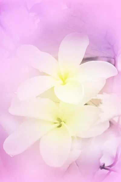 プルメリア属 (プルメリアの花、プルメリア、パゴダ ツリーまたは寺院木) — ストック写真