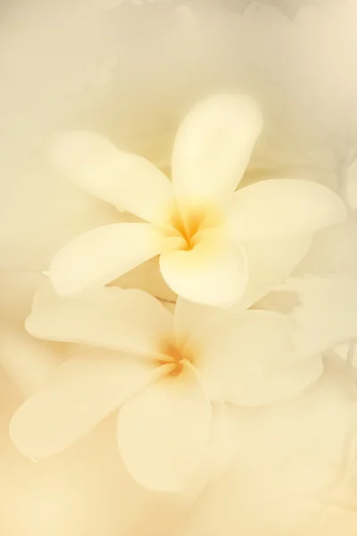 Plumeria spp. (flores de frangipani, Frangipani, árbol de pagoda o árbol del templo ) — Foto de Stock