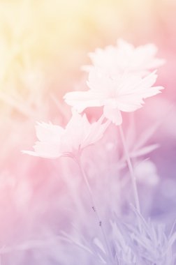 Kapalı-up Cosmos çiçek (Cosmos mantarı süvarileri) yumuşak rüya gibi kızdırma renk ile.