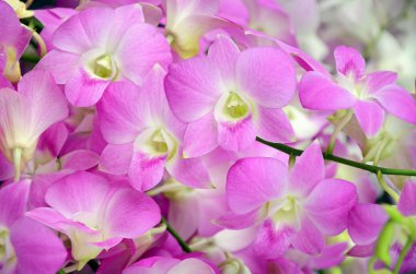 Sesi Denerobium orkide (Dendrobium Hybrid) Tayland fantezi.