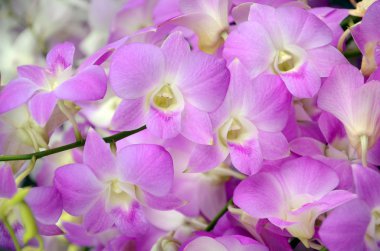 Sesi Denerobium orkide (Dendrobium Hybrid) Tayland fantezi.