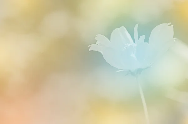 Closed-up of Cosmos Flower (Cosmos sulphureus Cav.) с Soft Dreamy Glow Color . — стоковое фото