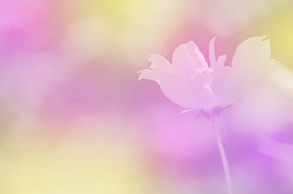 Closed-up of Cosmos Flower (Cosmos sulphureus Cav.) with Soft Dreamy Glow Color. — Stock Photo, Image