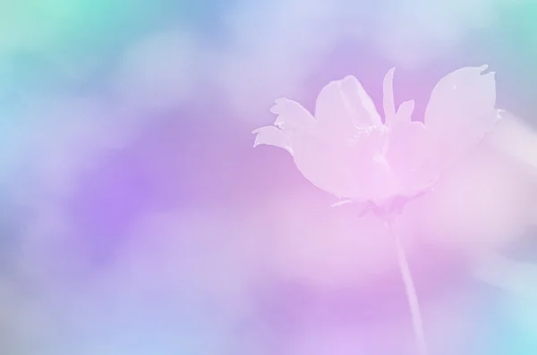 Closed-up of Cosmos Flower (Cosmos sulphureus Cav.) with Soft Dreamy Glow Color. — Stock Photo, Image