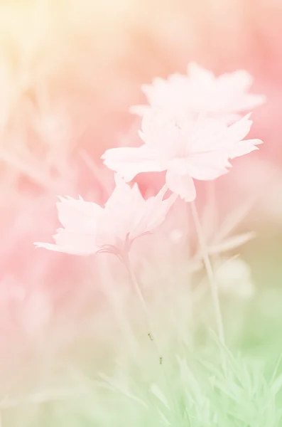 Kapalı-up Cosmos çiçek (Cosmos mantarı süvarileri) yumuşak rüya gibi kızdırma renk ile. — Stok fotoğraf