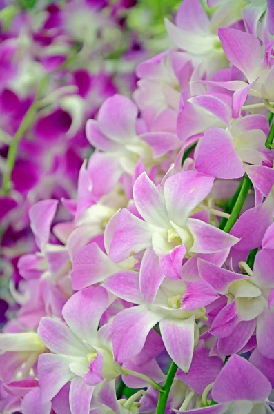 Phantasieton der Denerobium-Orchideen (Dendrobium-Hybride) in Thailand. — Stockfoto