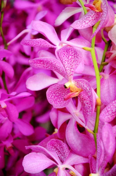 Corte fresco de Tailândia Orchid bonito de Mokara, flor tropical tailandesa . — Fotografia de Stock