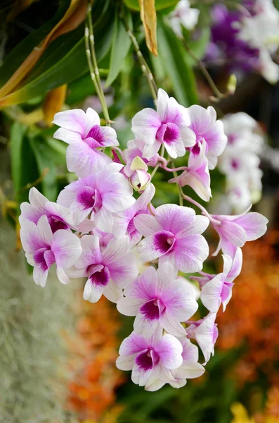 Orchidee di Denerobium viola e bianche (ibrido di Dendrobium) in Thailandia . — Foto Stock