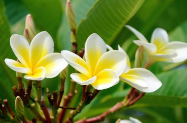 Doğal zemin üzerine beyaz ve sarı Plumeria spp..