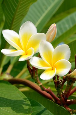 Doğal zemin üzerine beyaz ve sarı Plumeria spp..