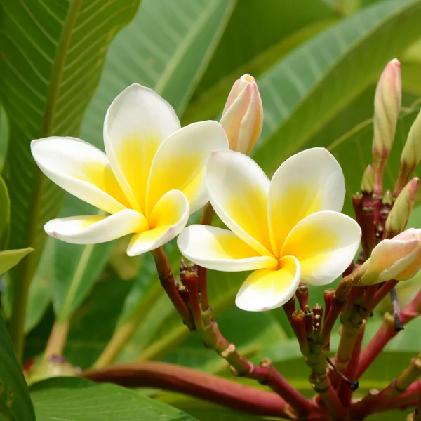 Bílé a žluté Plumeria spp. na přírodní pozadí. — Stock fotografie