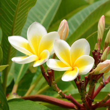 Beyaz ve sarı plumeria spp.