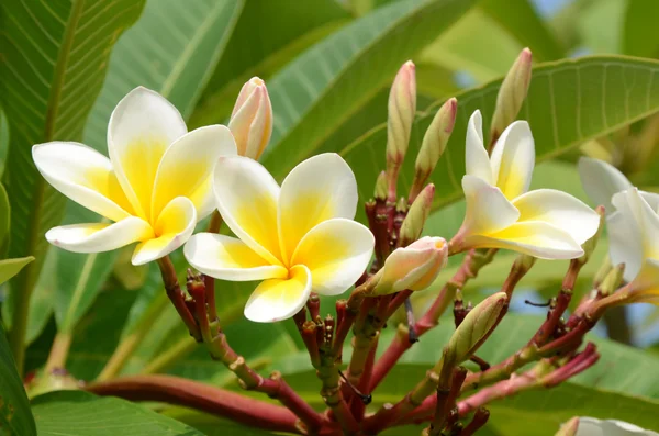 Plumeria spp branca e amarela . — Fotografia de Stock