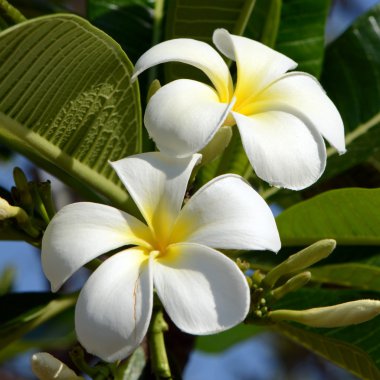 White and yellow Plumeria spp. on bright sunlight. clipart