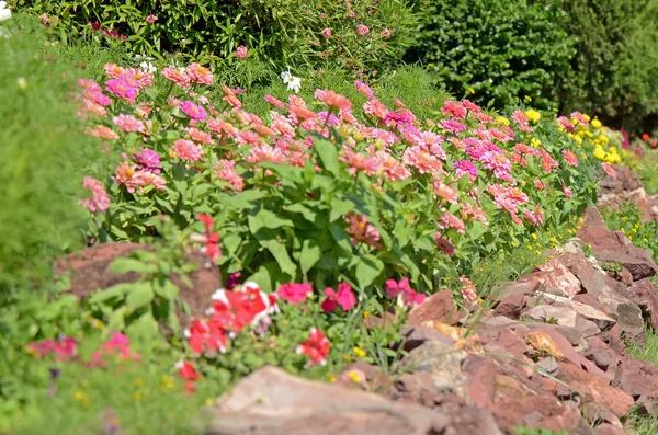 열 대 꽃 정원 벽지. — 스톡 사진