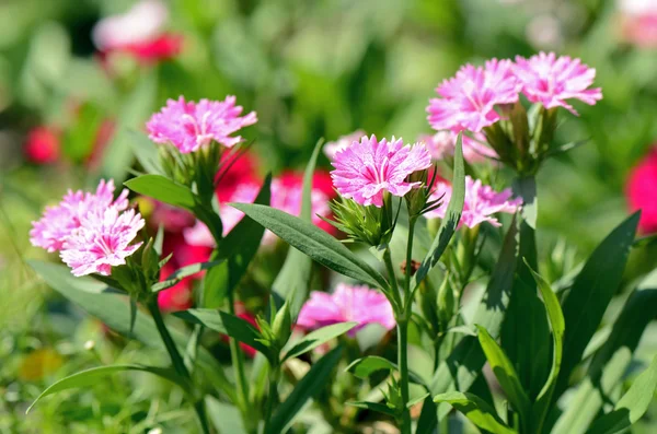 Dianthus rosa (Dianthus chinensis) em fundo natural . — Fotografia de Stock