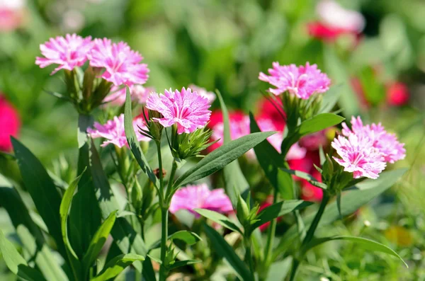 Rosa dianthus (dianthus chinensis) auf natürlichem Hintergrund. — Stockfoto