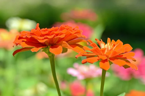 Feld der Zinnia-Blüte (Zinnia violacea cav).) — Stockfoto