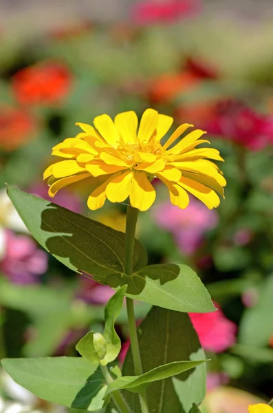 Feld der Zinnia-Blüte (Zinnia violacea cav).) — Stockfoto