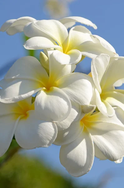 Plumeria spp., branca e amarela sobre a luz solar brilhante . — Fotografia de Stock