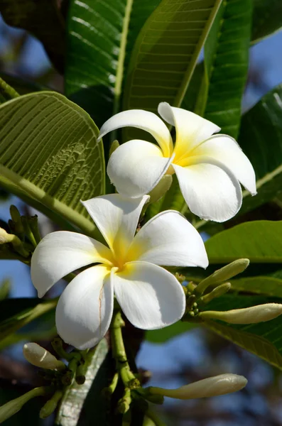 Белый и желтый Plumeria spp. на ярком солнечном свете . — стоковое фото