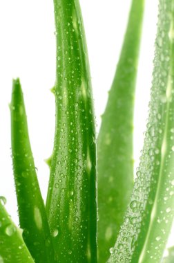 Aloe Vera bırakır (Aloe barbadensis Mill., Star kaktüs, Aloe, Aloin, Jafferabad veya Barbados) Cilt tedavisi ve cilt bakımı için spa kullanmak için çok yararlı bir bitkisel ilaç.