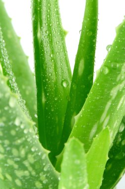 Aloe Vera bırakır (Aloe barbadensis Mill., Star kaktüs, Aloe, Aloin, Jafferabad veya Barbados) Cilt tedavisi ve cilt bakımı için spa kullanmak için çok yararlı bir bitkisel ilaç.