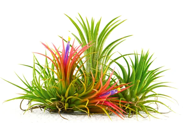 Beyaz arka planda tillandsia.