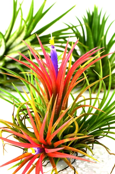 Tillandsia em fundo branco . — Fotografia de Stock