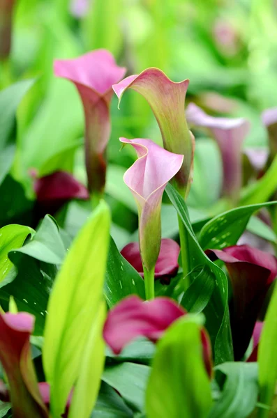 Fiore di fenicottero molto giovane o fiore coda di maiale (Anthurium spp. ). — Foto Stock