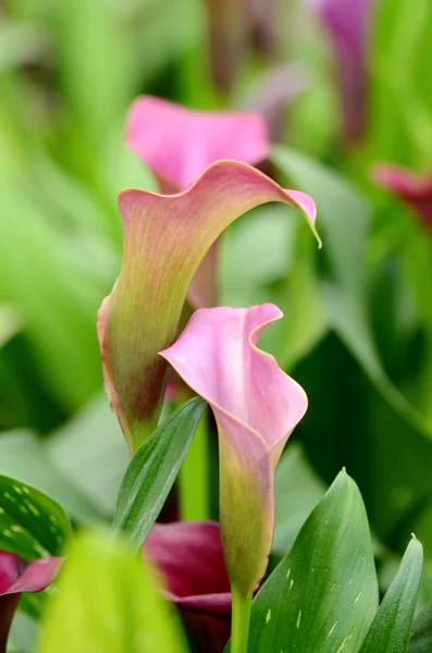 Bardzo młody Flamingo kwiat lub kwiat Pigg ogon (Anthurium spp). — Zdjęcie stockowe