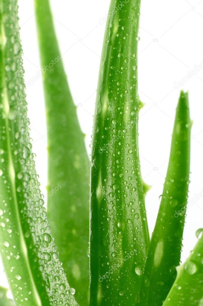 Aloe Vera Leaves (Aloe barbadensis Mill.,Star cactus, Aloe, Aloin, Jafferabad or Barbados) a very useful herbal medicine for skin treatment and use in spa for skin care.