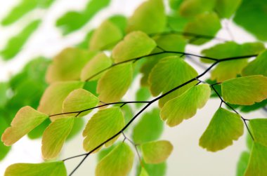 Siyah kök Fern, Nephrolepsis exaltata (L) Schott. Beyaz arka plan üzerinde.