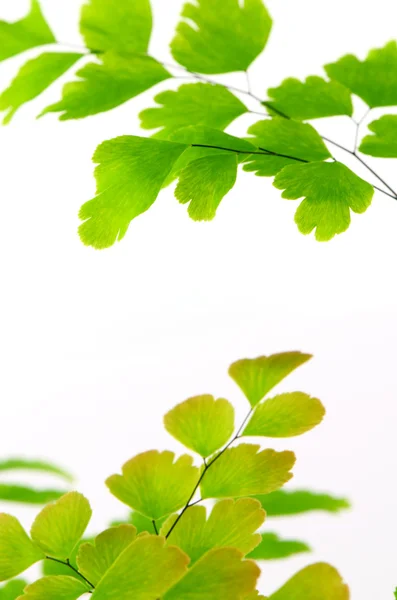 Svart Stem ormbunke, Nephrolepsis exaltata (L) Schott. på vit bakgrund. — Stockfoto