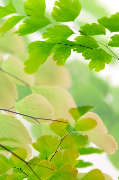 Schwarzstammfarn, Nephrolepsis exaltata (l) schott. auf weißem Hintergrund. — Stockfoto